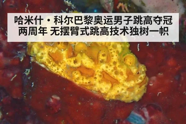 哈米什·科尔巴黎奥运男子跳高夺冠两周年 无摆臂式跳高技术独树一帜